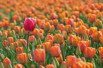 Single tall red tulip among orange tulips in Dutch tulip field in spring at the Flevopolder