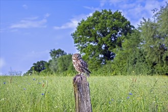 Ringed little owl