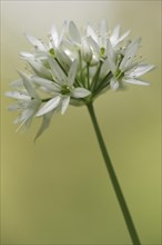 Flowers of Wild garlic