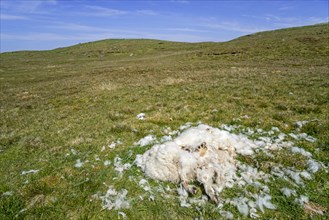 Dead sheep lying in moorland