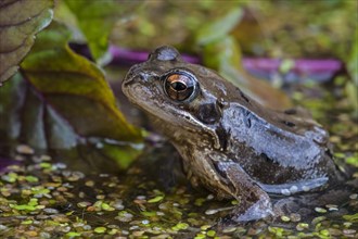 European common brown frog