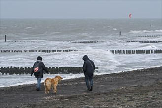 Couple with dog walking along the North Sea coast on a windy day during winter storm in Zeeland
