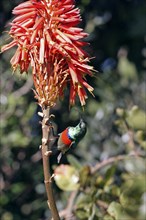 Greater double-collared sunbird male