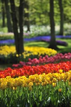 Colourful tulips