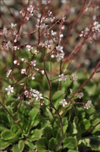 Toothed saxifrage