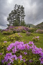 Common rhododendron