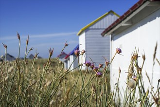 Flowers in summer in front of colourful beach cabins in the dunes at Gouville-sur-Mer