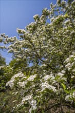 Blossoming common hawthorn