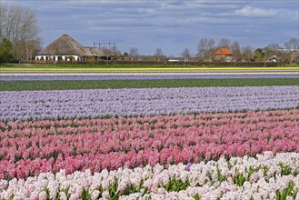 Dutch farmhouse with thatched roof and field with colourful hyacinths in spring near Alkmaar