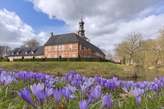 Schloss vor Husum castle and blooming purple crocuses