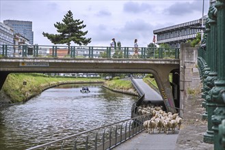 Shepherd herding flock of sheep under bridge along steep canal bank in summer in the city Ghent