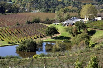 Vineyard on the outskirts of Stellenbosch