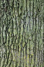 Bark of English oak