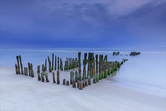 Remnant of old weathered wooden groyne