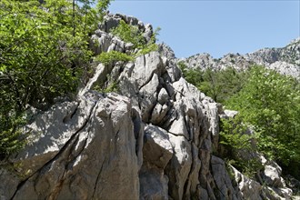Paklenica National Park in the Velebit limestone mountains in northern Dalmatia. Paklenica Starigrad