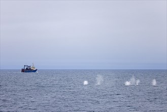 Fin whales