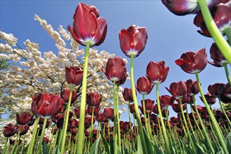 Worm's eye view on flowerbed with red tulips