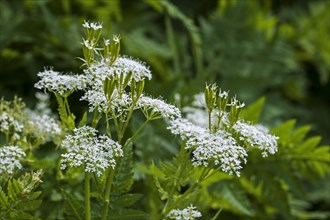 Sweet cicely