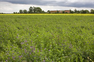 Field with alfalfa