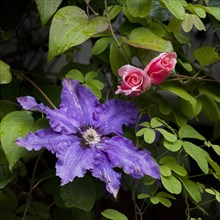 Clematis The President and Aloha rose in garden