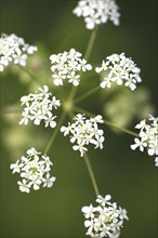 Flowers of Cow parsley