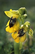 Yellow ophrys