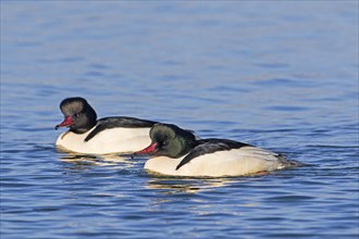 Two common mergansers