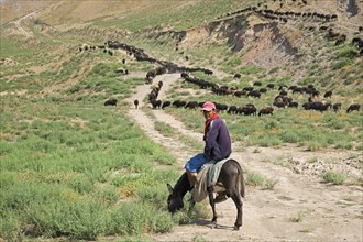 Uzbek shepherd riding on donkey while herding flock of sheep in rural Uzbekistan