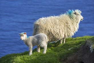White sheep ewe and lamb on sea cliff top along the Scottish coast in Scotland