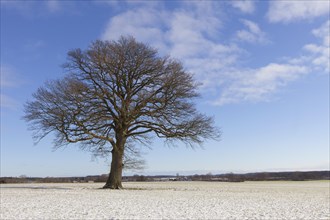 Solitary English oak