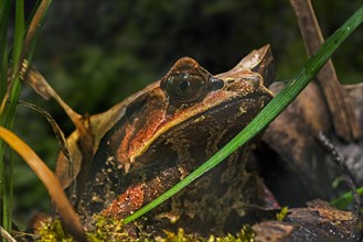 Long-nosed horned frog