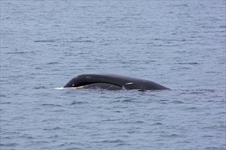 Bowhead whale