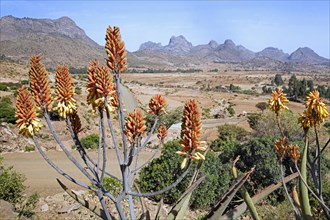 Aloe species in flower in the Adwa