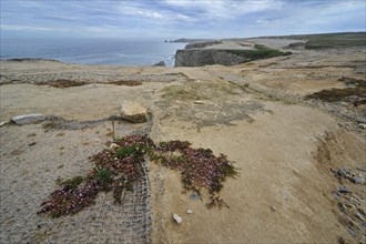Restoration of trampled vegetation by tourists on top of the sea cliffs at the Wild Coast