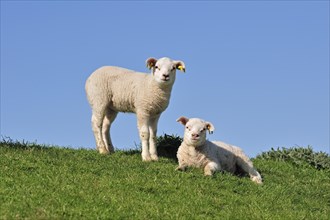 Two white domestic Texel sheep