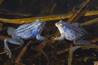 Two Moor Frogs