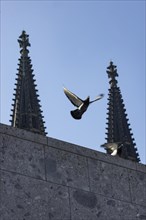 Pigeons on a wall in front of the spires of Cologne Cathedral