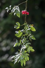 Red rose hips on hanging branch of rose bush
