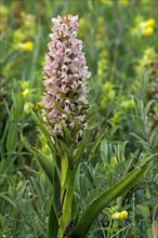 Early marsh-orchid
