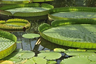 Giant water lily pads