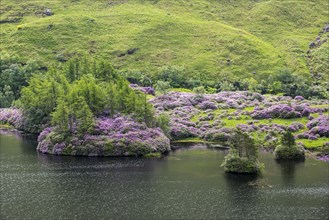 Common rhododendrons