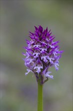 Three-toothed orchid