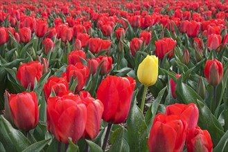 Single yellow tulip among red tulips in Dutch tulip field in spring near Alkmaar