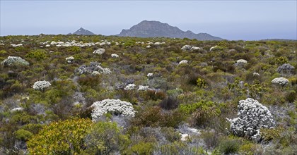 Fynbos vegetation and flowers at the Cape of Good Hope section of Table Mountain National Park