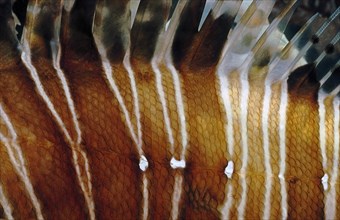 Close-up detail of body scales scale dress spines of venomous lionfish