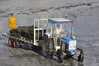Tractor on beach returning with cartload full of cultivated oysters