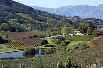 Vineyard on the outskirts of Stellenbosch