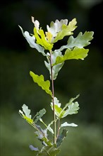 Twig with leaves of English Oak