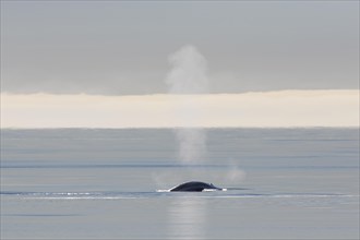 Blow through blowhole of blue whale