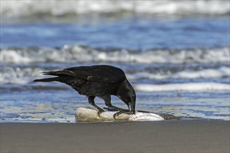Scavenging carrion crow